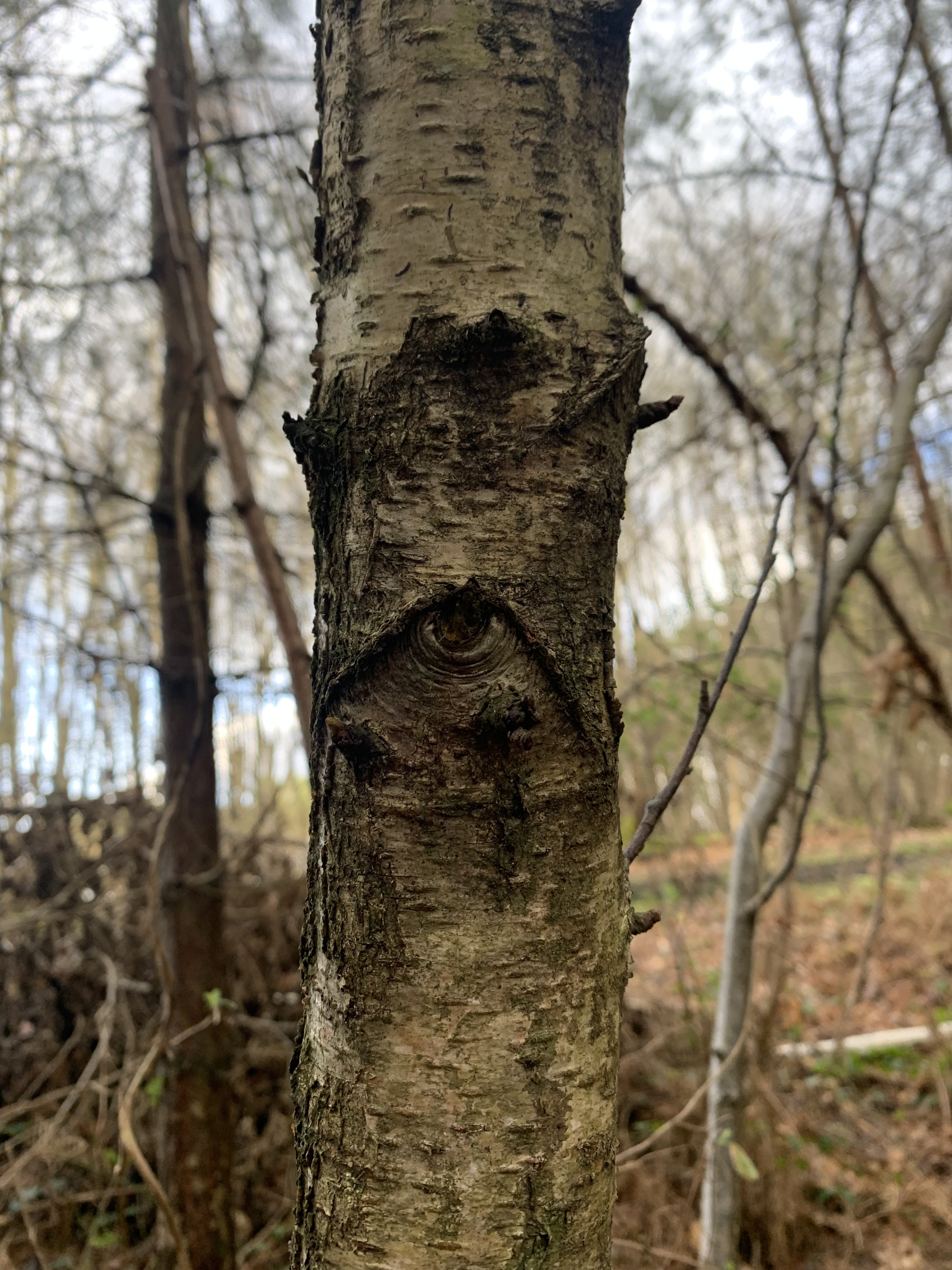 Tree nobble