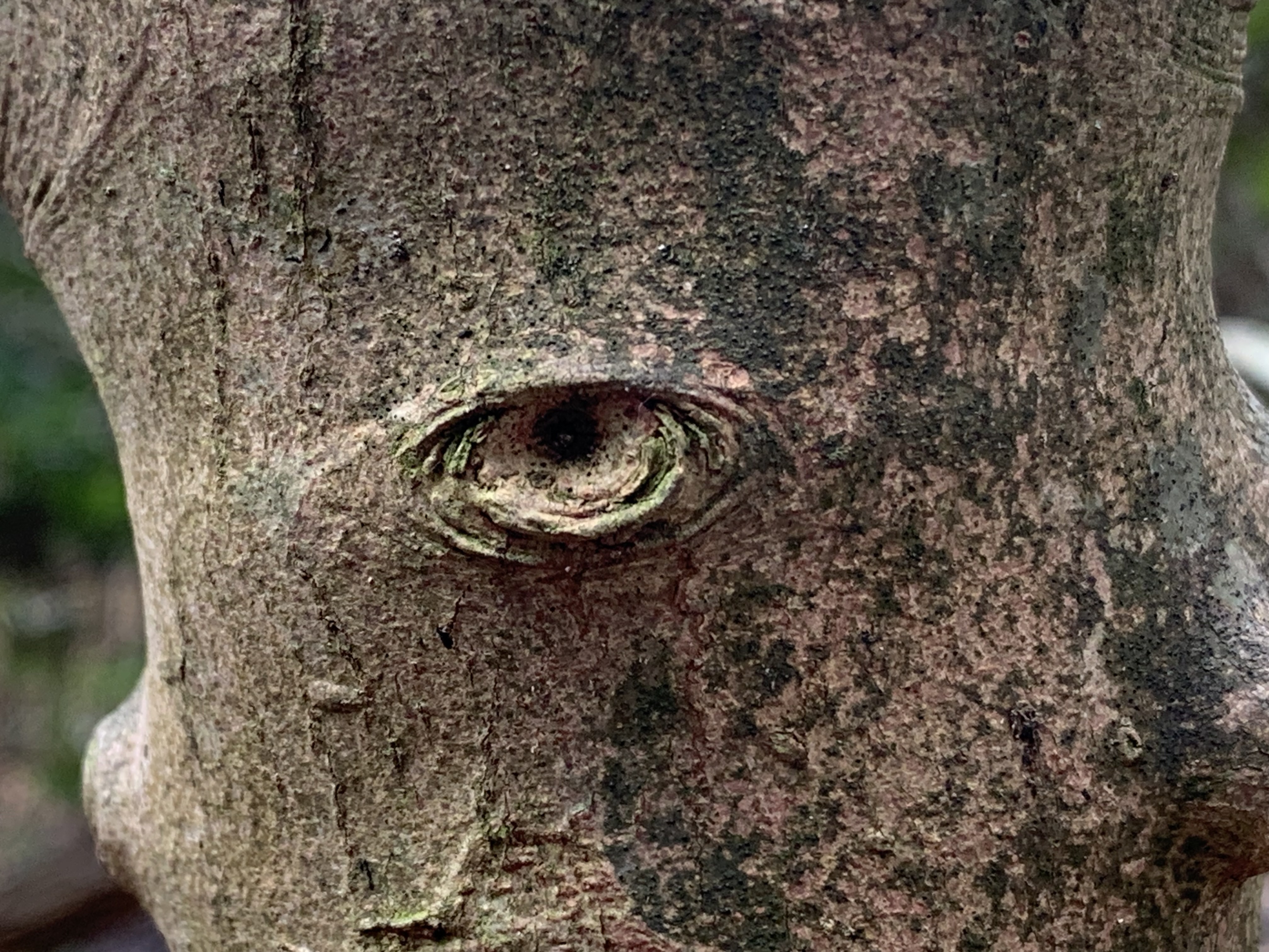 Tree nobble